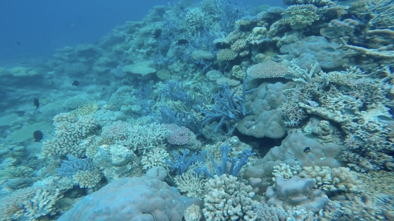 Coral Maker is Saving Coral Reefs With Additive and Traditional ...